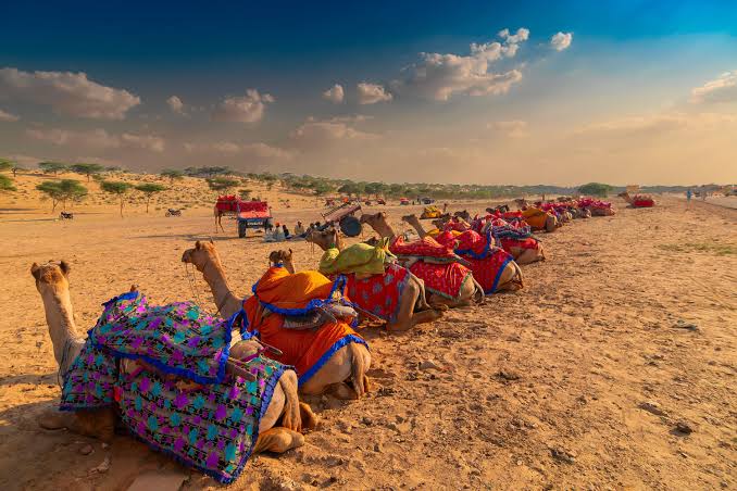 Camel Safari in Pushkar